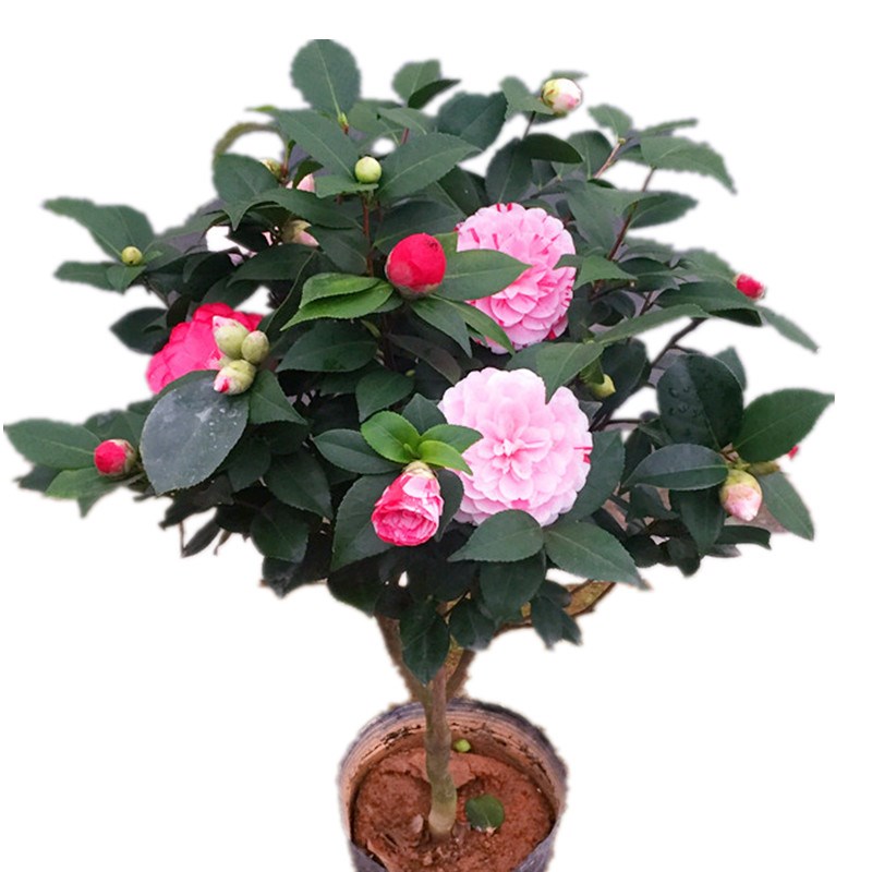 Fujian five - color red red red camellia bonsai Dan danehill camellia trees wining a tree color green plant flower buds