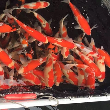 Three-color koi small fry Koi small fry Splash fry Ornamental fish Live-resistant fish seedlings Ornamental fish Live-resistant cold water