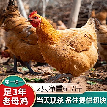 【买一送一】农家散养2年老母鸡土鸡散养鸡[10元优惠券]-寻折猪