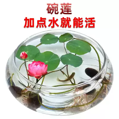 Potted indoor bowl lotus seed flower seed lotus water culture Four Seasons seed lotus plant flowering has water lily opening