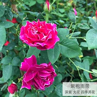 Фиолетовый халат и нефритовый пояс (цветет круглый год)