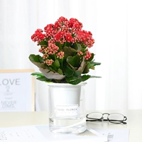 Прекрасный красный цветок долголетия (автоматический водопоглощающий таз)