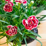 Грамоволочные саженцы цветов с цветочными почками, большими цветами, дигантом, цвету