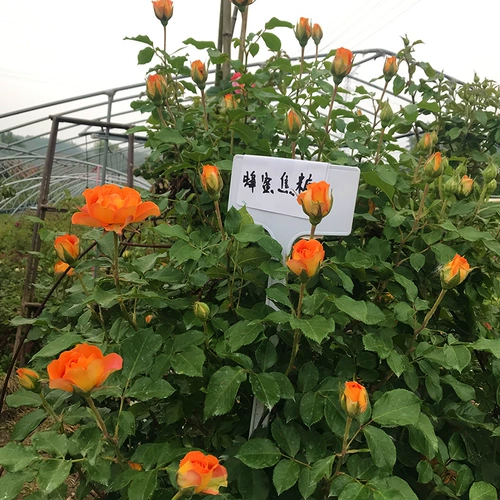 Четыре сезона розовые саженцы виноградные растения балкон балкон роза стена роза Большой цветочный садовый садовый виноградный растение цветы