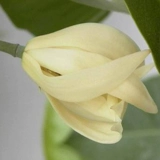 Белые орхидеи, цветочные растения в горшках, комнатные саженцы магнолии с бутонами, цветущими в любое время года, ароматные орхидеи желтого рога во дворе.