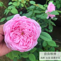 Свободный дух (цветет во все времена года)