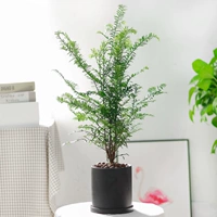 Черная керамическая прямая трубка длиной 50-60 см.