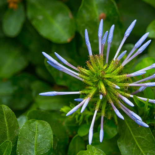 Синие саженцы для саженцев снежинки горшками, цветы на балконе, теплостойкость и хорошая посадка, сад, сад, лазание на лозу, цветы, поднимающиеся в четыре сезона