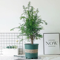 Горшок объемом 60-70 см.