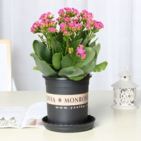 Прекрасный розово-розовый цветок долголетия (галлонный горшок)