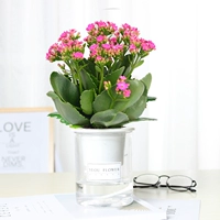 Прекрасный розово-розовый цветок долголетия (автоматический водопоглощающий таз)