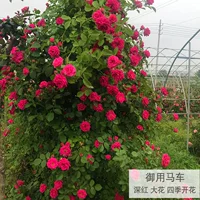 Королевская карета (цветы цветут во все времена года)