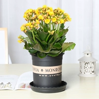 Прекрасный желтый цветок долголетия (галлонный горшок)