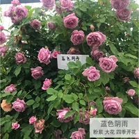 Синий дождь (цветет круглый год)