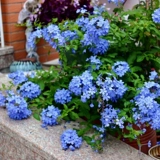 Синие саженцы для саженцев снежинки горшками, цветы на балконе, теплостойкость и хорошая посадка, сад, сад, лазание на лозу, цветы, поднимающиеся в четыре сезона