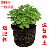 Натыкающие ароматические растения с ароматами ванильные сочные растения комар