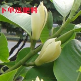 Белые орхидеи, цветочные растения в горшках, комнатные саженцы магнолии с бутонами, цветущими в любое время года, ароматные орхидеи желтого рога во дворе.