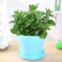 Мята [синий открытый таз]