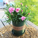 Живая комната саженцы саженцы солнце