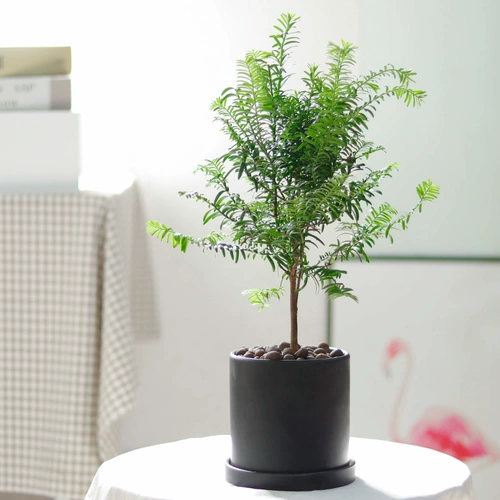 Аутентичная Manlay Red Soy Salva SEDENCINGS