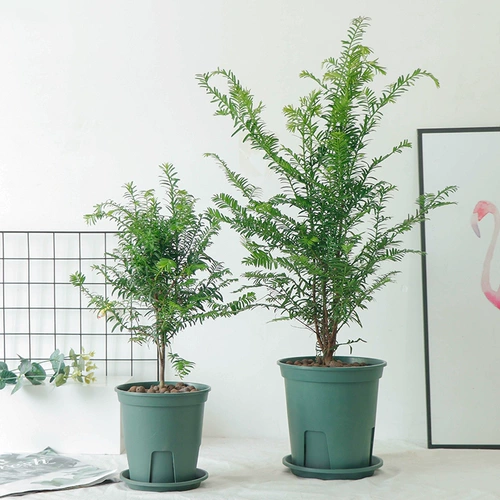 Аутентичная Manlay Red Soy Salva SEDENCINGS