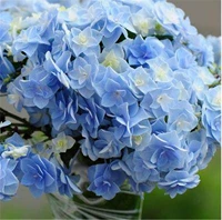 10 -летняя саженцы Wanhua Mirror заполнены (купить три, получи один бесплатный)