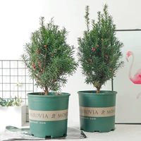 Мандия, один самец и одна самка, 30-50см с плодами.