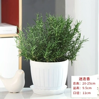 Средняя раковина с розмарином [белая деревянная бочка]