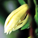 Белые орхидеи, цветочные растения в горшках, комнатные саженцы магнолии с бутонами, цветущими в любое время года, ароматные орхидеи желтого рога во дворе.