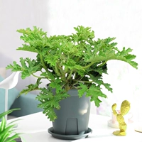 Средство от комаров [Горшок для борьбы с корнями]