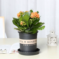 Оранжевое каланхоэ премиум-класса (галлонный горшок)