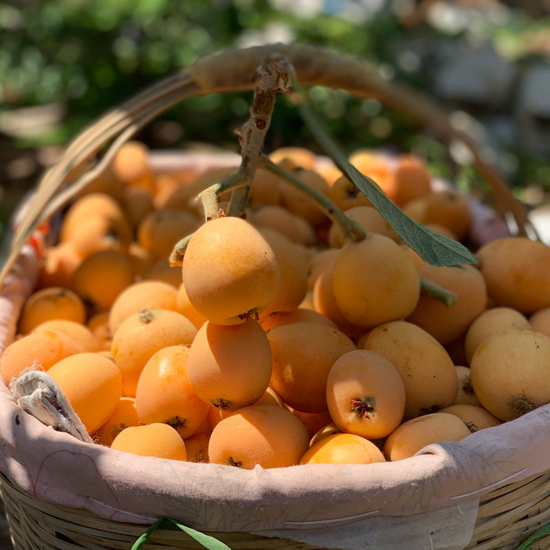 Special grade rice easy loquat fresh big fruit 5 kg five-star pipa ...