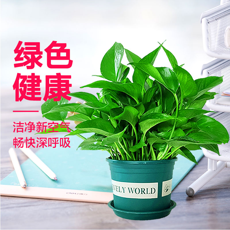 Sitting room more meat ceramic breathable flowerpot landscape combination suit girl heart balcony potted indoor green, the plants
