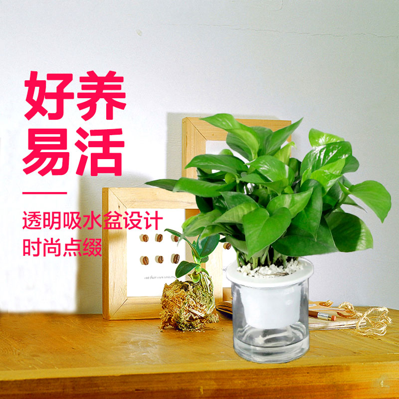 Sitting room more meat ceramic breathable flowerpot landscape combination suit girl heart balcony potted indoor green, the plants