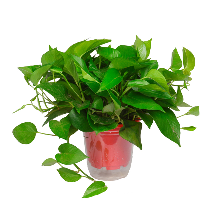Sitting room more meat ceramic breathable flowerpot landscape combination suit girl heart balcony potted indoor green, the plants