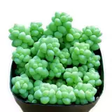 Новые суккуленты для внутреннего и уличного балкона.