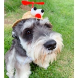 Мода будет вращать питовые бамбуковые драконьло соломенная шляпа для собак, кошачья кошачья солнце