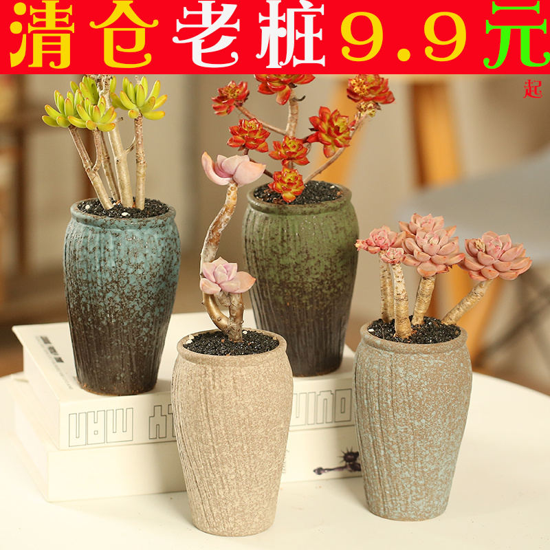 The Fleshy flower pot large old running the special offer a clearance individuality creative interior contracted diameter coarse pottery breathable meat meat the plants