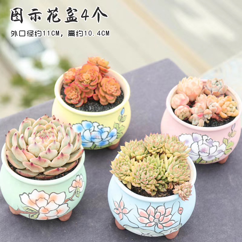 End of Korean fleshy flowerpot pinch flower coloured drawing or pattern of large diameter individuality creative contracted flower pot in ceramic breathable restoring ancient ways