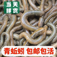 Четырех -летние магазины более 20 цветов цветовых живых тел, зеленых дождевых червей, свежие черные дождевые червя рыбалки на желтые дождевые черви, большие вонючие дождевые черви, рыбалка с дождевой червями дракона