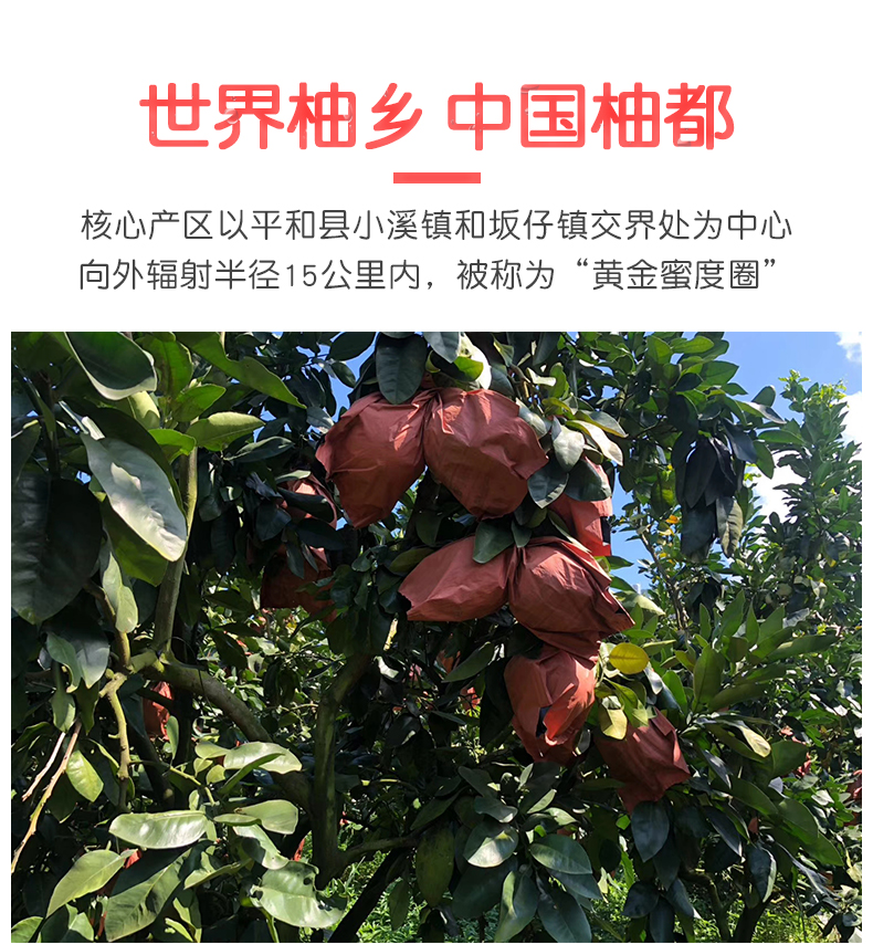 福建平和琯溪蜜柚 红心柚 毛重10斤 约3-5粒 图6