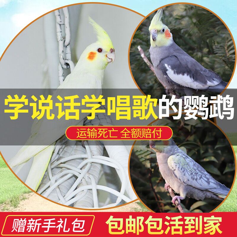 Xuan Phoenix Parrot Live Bird Living Things Large Bird Cage Speaks Color Small Bird Grain Living Peony Bird Pet Young Bird