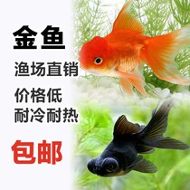 Goldfish live-resistant ornamental fish small goldfish cold water fish red lion goldfish fry black dragon eye lion