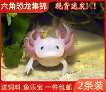 Hexagon dinosaur fish fresh water cold water fish ornamental fish koi good live fish fry goldfish pet fish