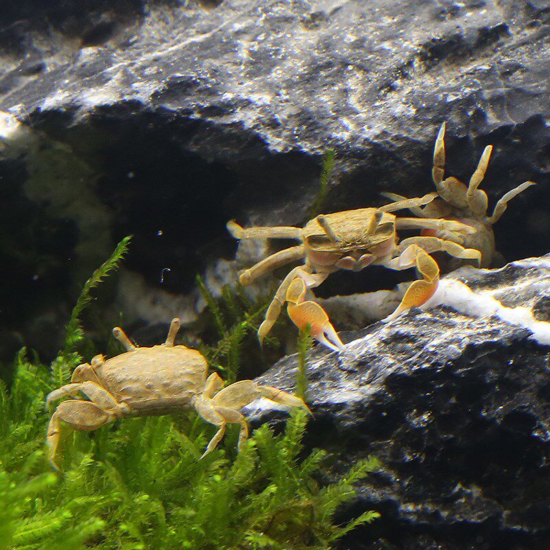 Pet Crab Living Ornamental Crab Living Mini Crab Pepper Crab Deep Water Crab Eating Planarian Fish and Shrimp General Crab