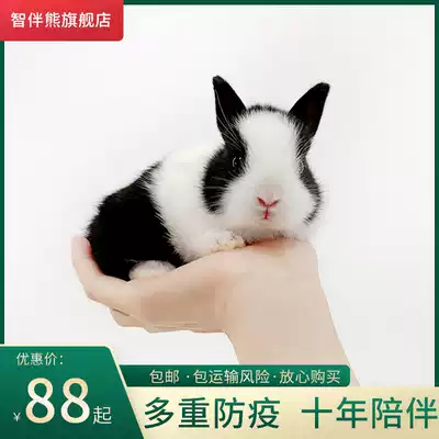 Rabbit live animal Small Hyacinth begonia dwarf rabbit lop-eared rabbit live long mini teacup rabbit cover face cat cat rabbit