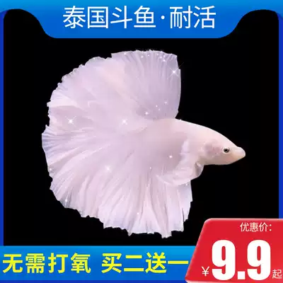 Thai Betta pet fish live horsetail Lion King half moon fish mother ornamental fish live tropical fish free of oxygen freshwater fish
