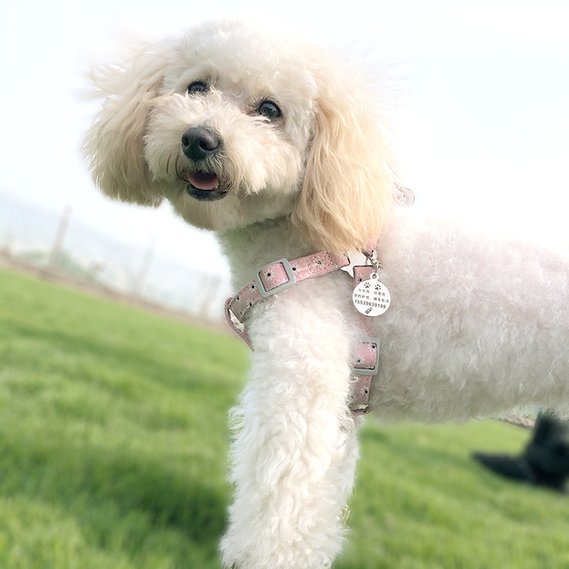 Vest dog leash small dog free lettering anti-lost cat dog leash adjustable teddy bear