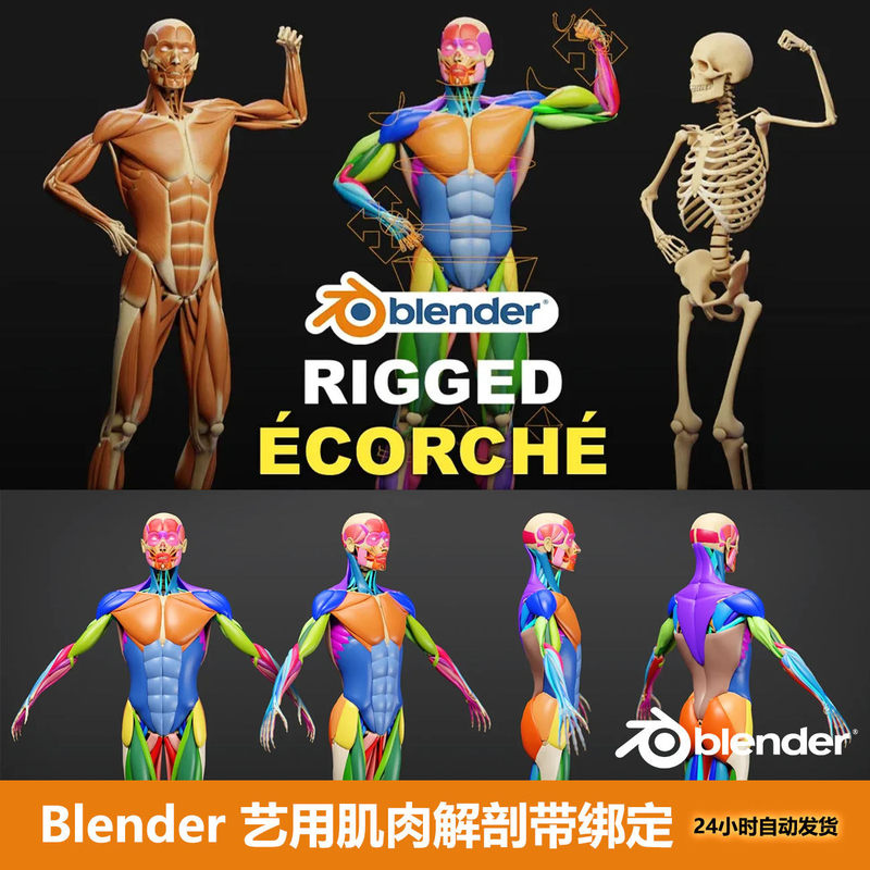 Blender Artistic Muscle Anatomy with Skeleton Rigging Muscle Anatomy Ecorche Rigged Blender Artistic Muscle Anatomy with Skeleton Rigging Muscle Anatomy Ecorche Rigged