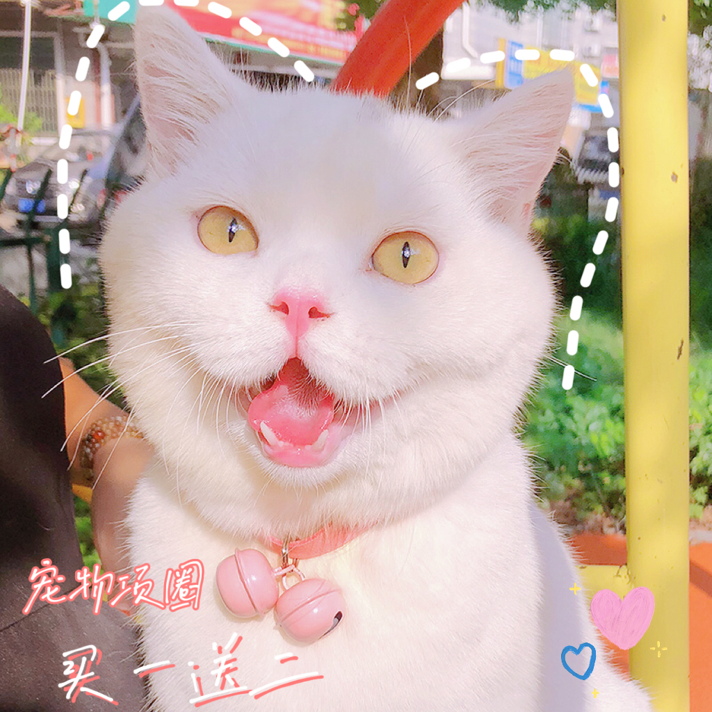 Japanese pet bell cat collar cute cat small dog kitten jewelry adjustable British short dog necklace collar